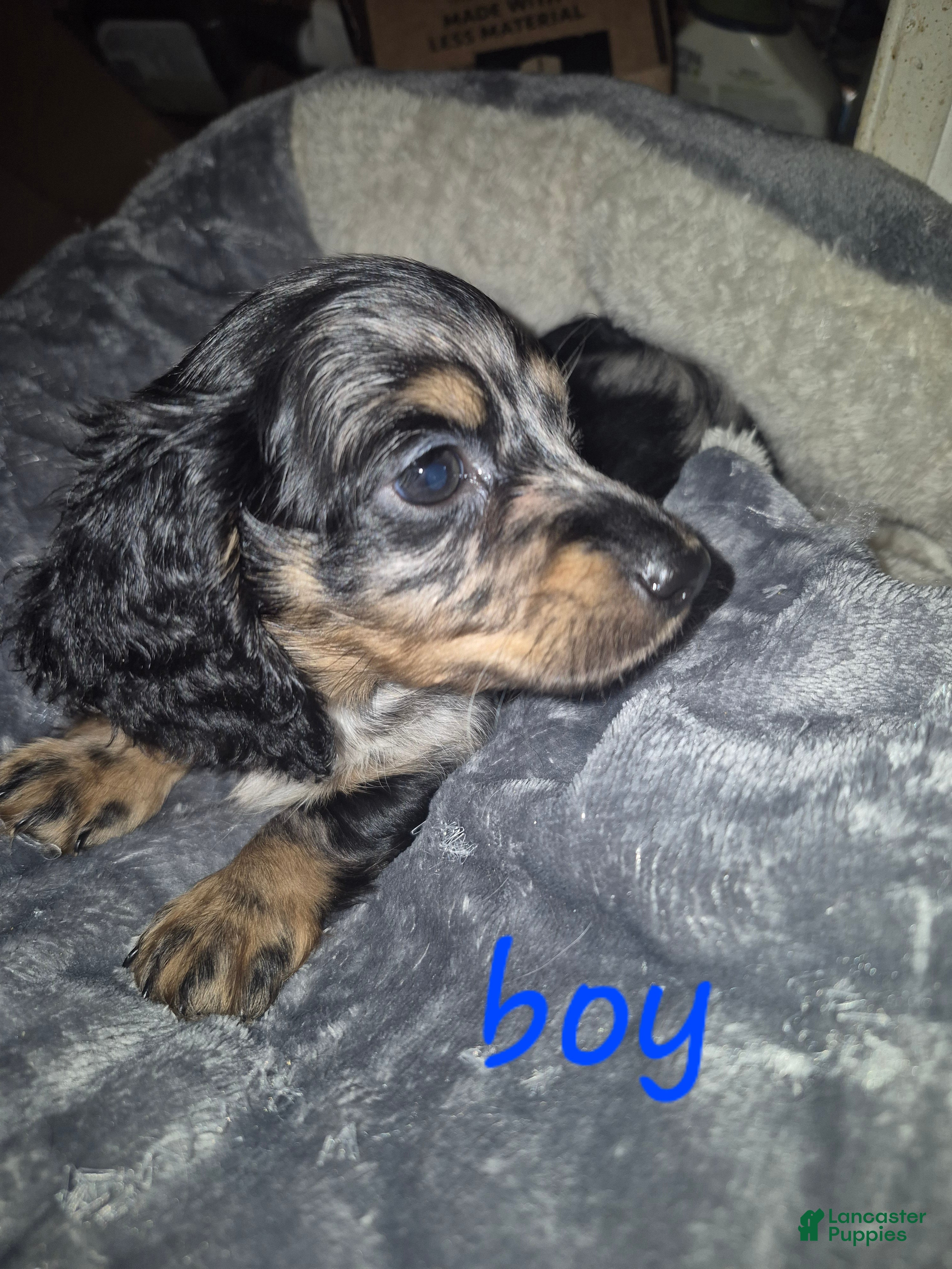 Miniature Dachshund dogs Silver dapple boy  - Ad 1
