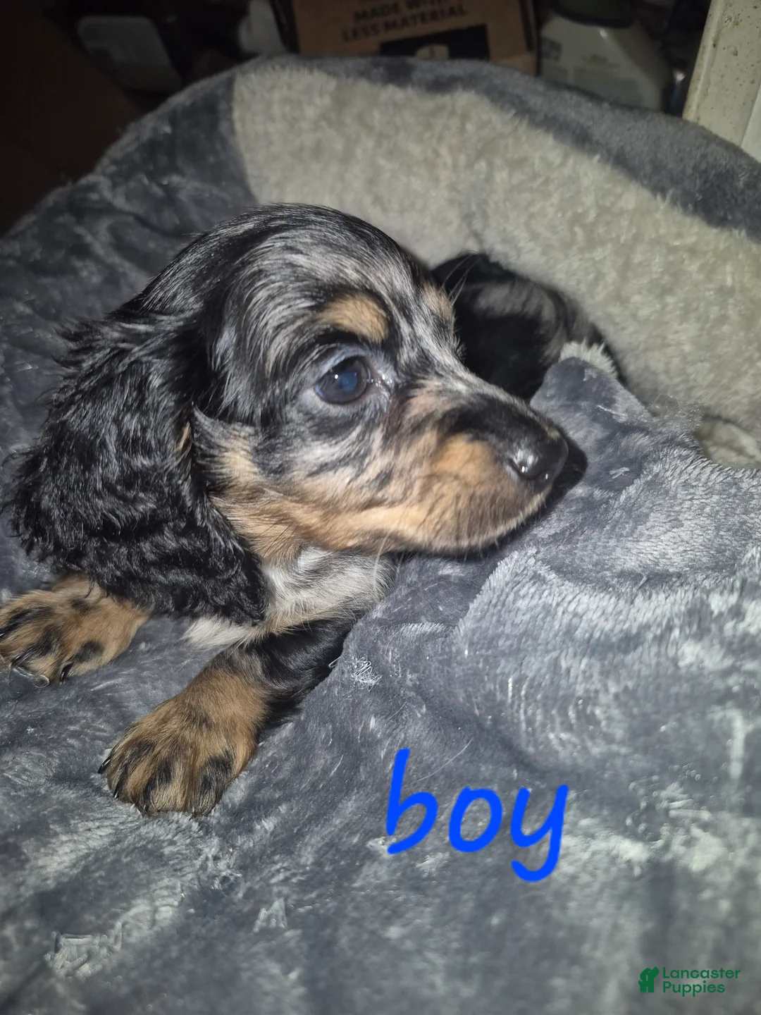 Miniature Dachshund dogs for sale: Silver dapple boy  - Ad 1