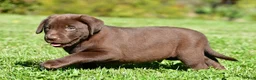 Labrador Retriever dogs for sale: Jackson - Ad 11