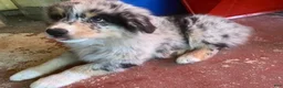 Australian Shepherd dogs for sale: Australian Shepherd 7 - Ad 26