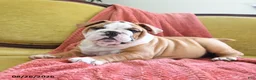 English Bulldog dogs for sale: Yvett - Ad 4
