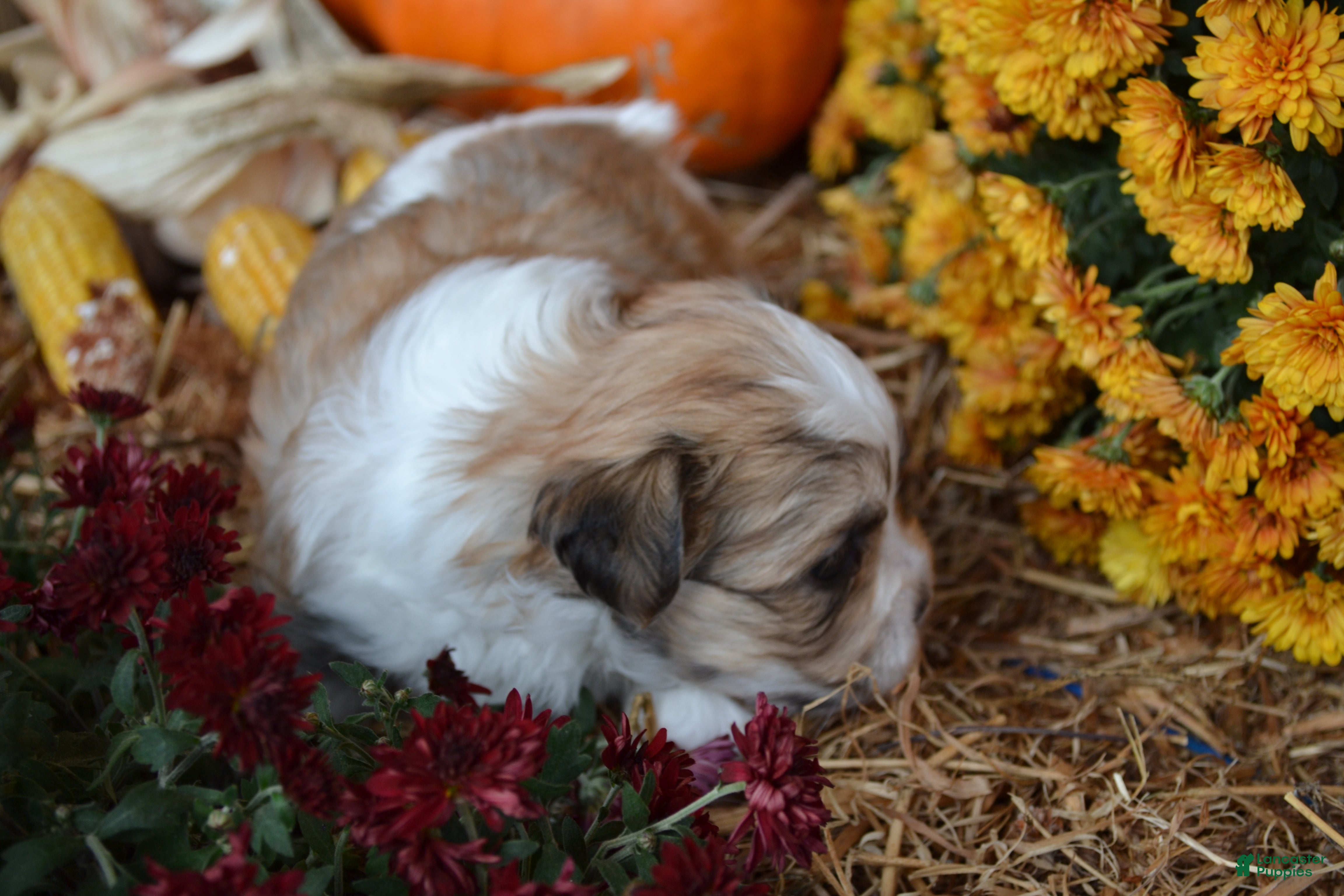 Malshi dogs for sale: Sevin - Ad 1