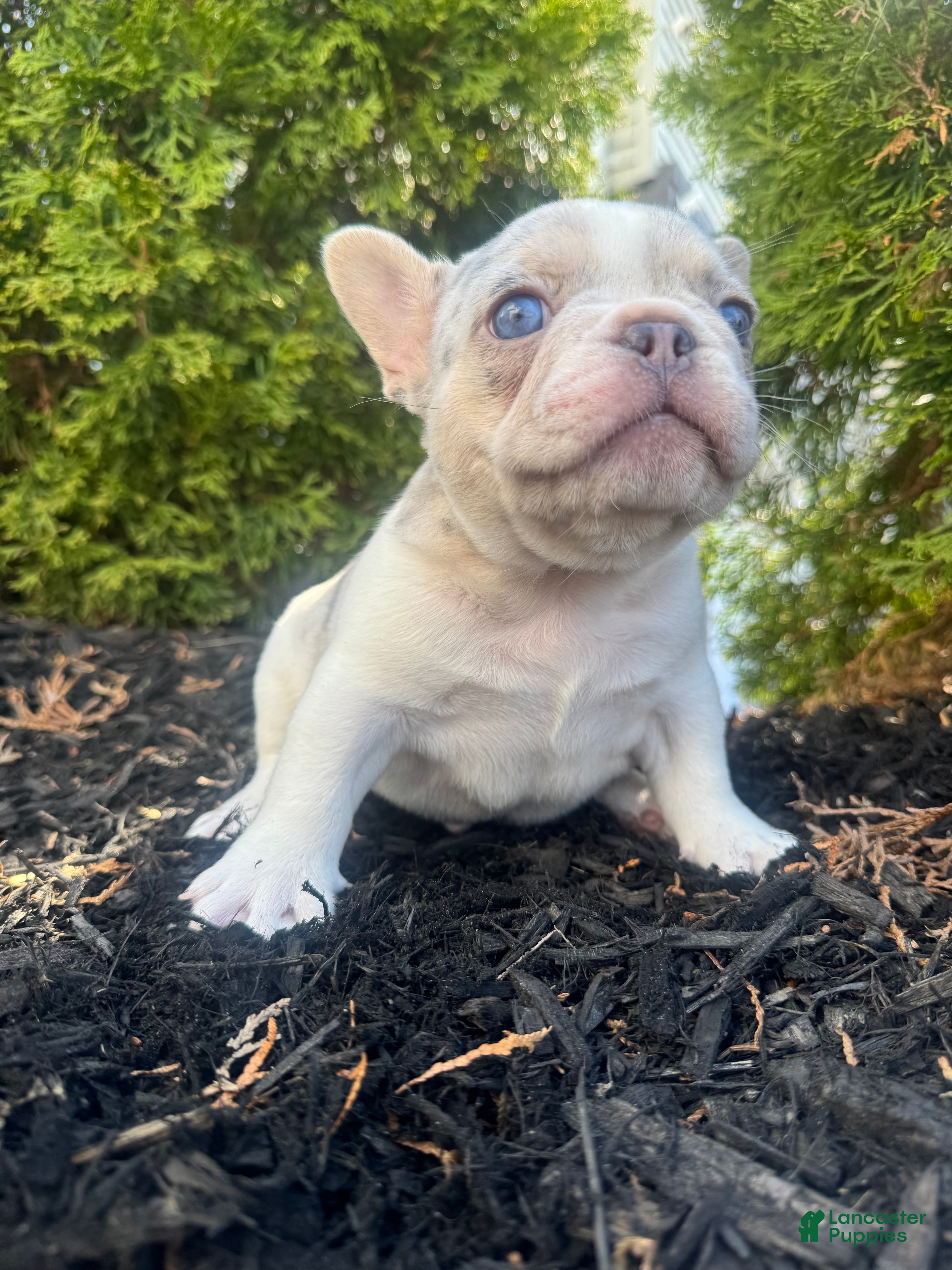French Bulldog dogs Angel - Ad 1