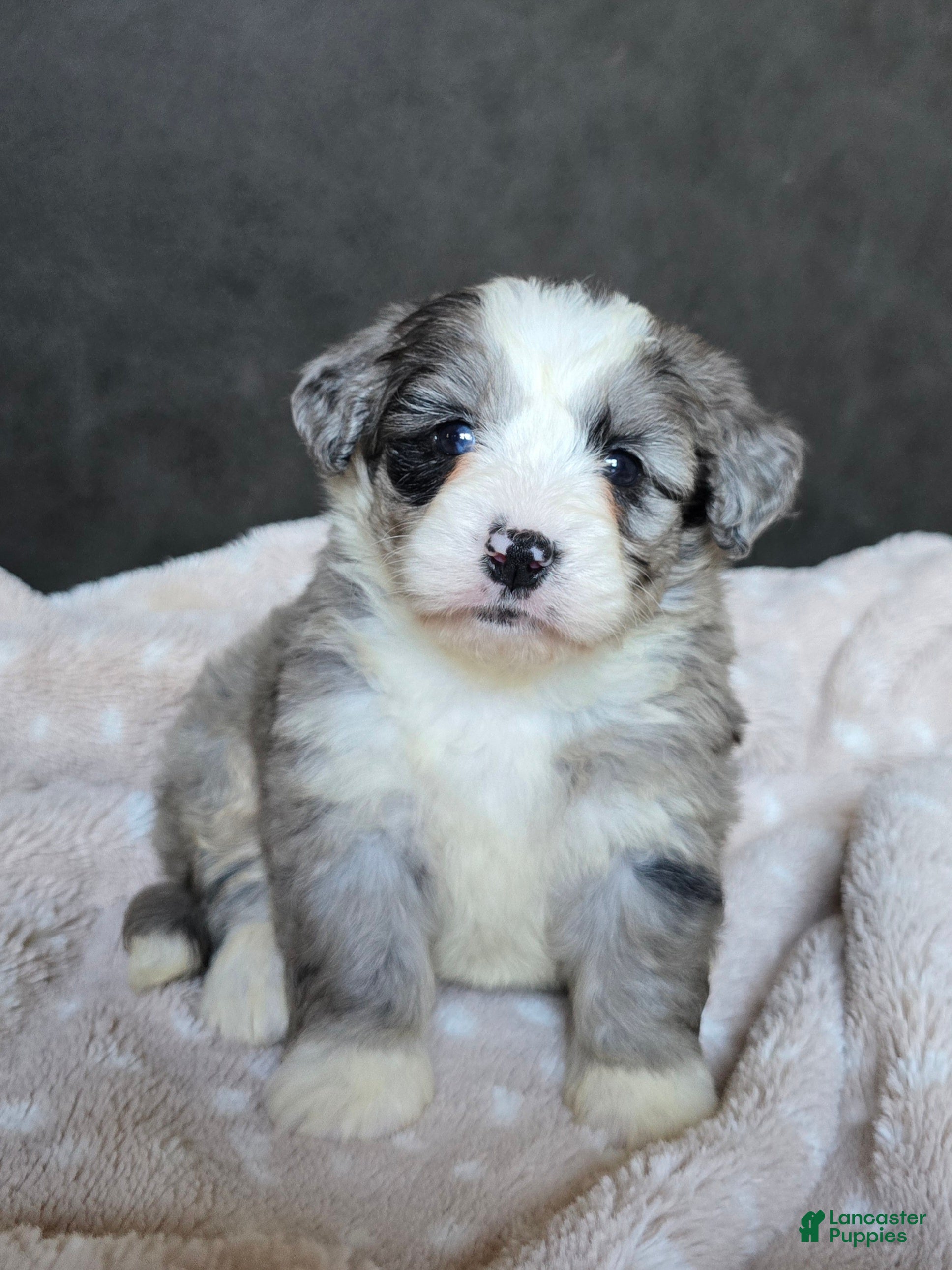 Mini Bernedoodle dogs for sale: Mini Willow - Ad 3