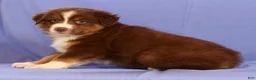Miniature Australian Shepherd dogs for sale: Austin - Ad 5