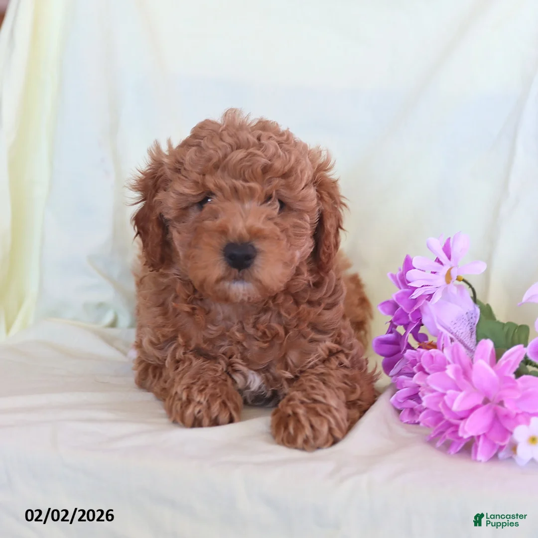 Toy Poodle dogs for sale: Archie - Ad 3