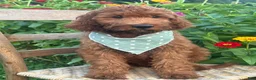 Irish Doodle dogs for sale: Franklin - Ad 16