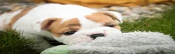 English Bulldog dogs for sale: Ottis English Bulldog Puppy  - Ad 7