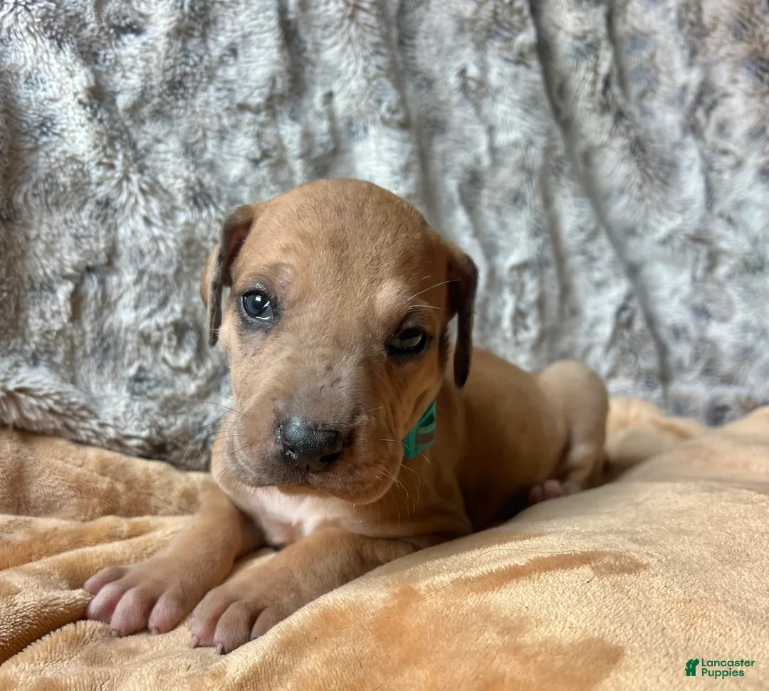 Great Dane dogs for sale: Pebbles  - Ad 2