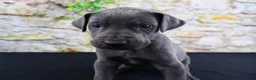 Great Dane dogs for sale: Blue - Ad 19