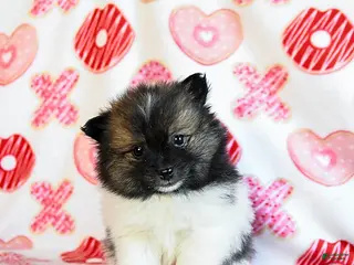 Pomeranian dogs Ace - Ad 42