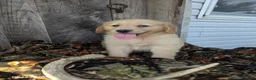 Golden Retriever dogs for sale: Wesson - Ad 5