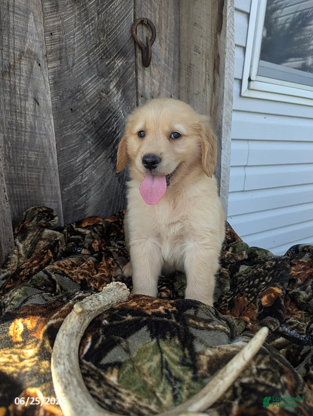 Golden Retriever dogs for sale: Wesson - Ad 5