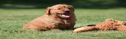 Golden Retriever dogs for sale: Georgie - Ad 3