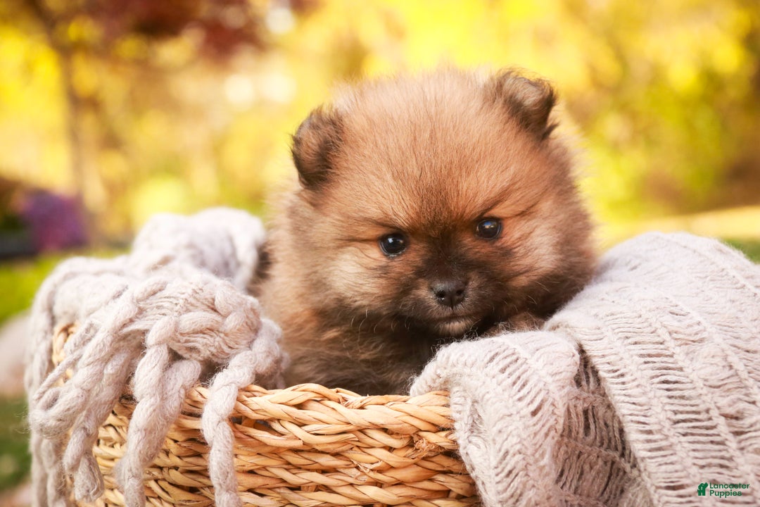 Pomeranian dogs for sale: Peyton - Ad 5