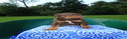 Mixed Breed dogs for sale: Maple - Ad 3