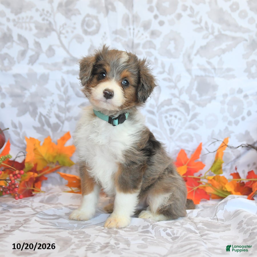 Mini Aussiedoodle dogs for sale: Bryson - Ad 1