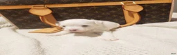 Mixed Breed dogs for sale: Spot - Ad 2