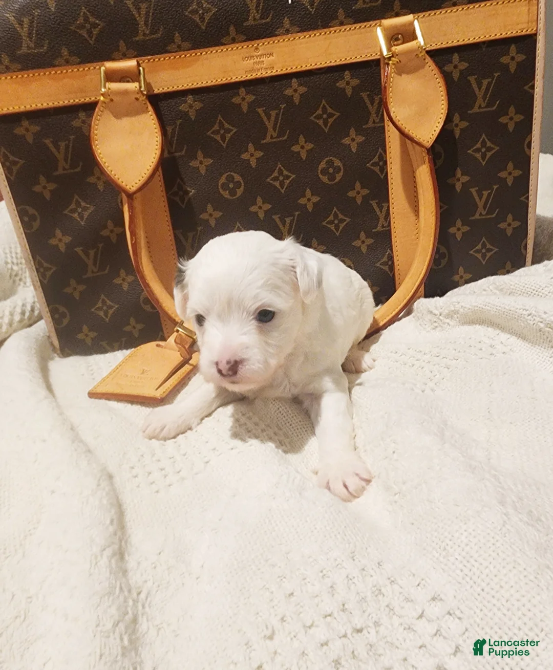 Mixed Breed dogs for sale: Spot - Ad 2