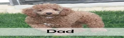 Mini Goldendoodle dogs for sale: King - New Video - Ad 10