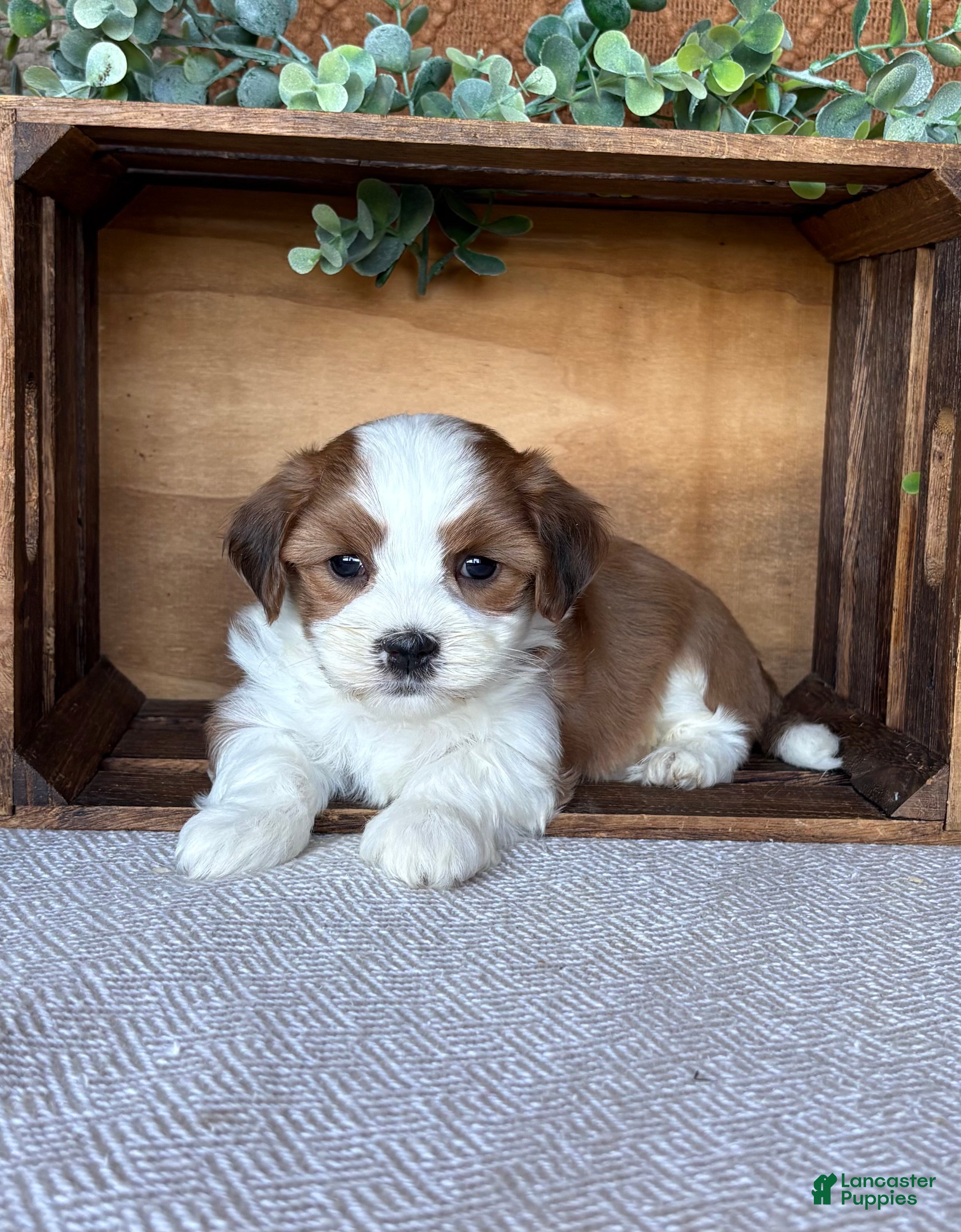Havanese dogs Cooper  - Ad 2