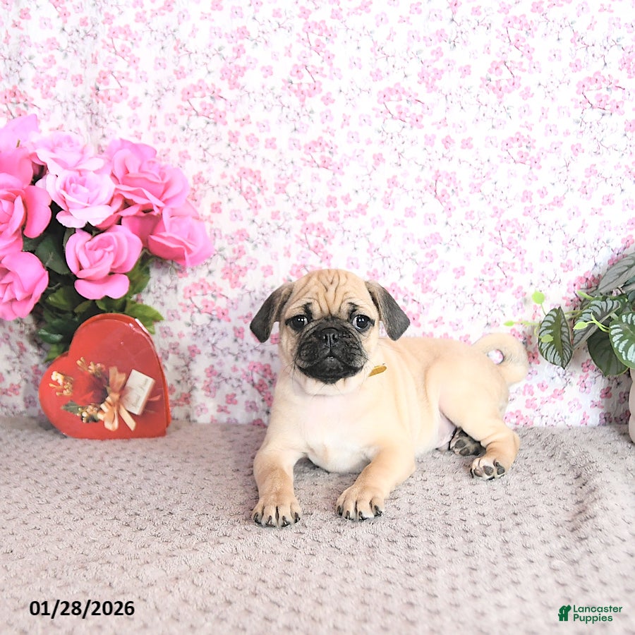 Pug dogs Landon - Ad 9