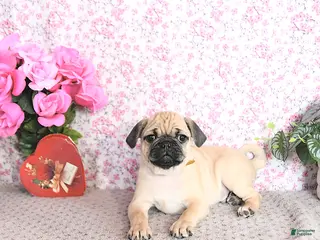 Pug dogs Landon - Ad 9