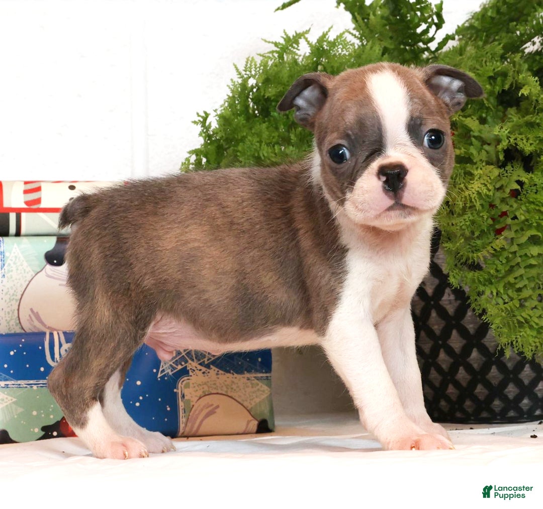 Boston Terrier dogs for sale: Cracker - Ad 2