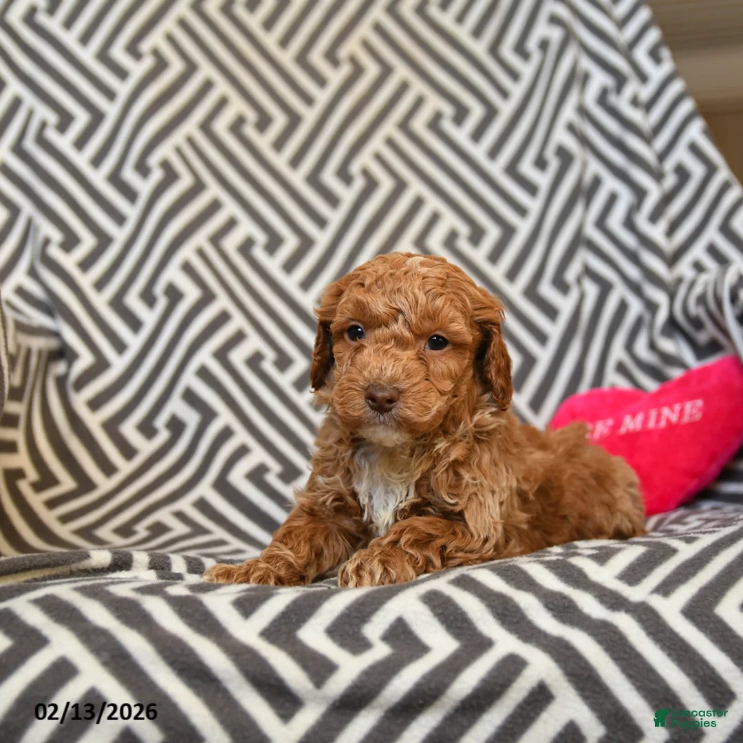 Miniature Poodle dogs for sale: Quaker - Ad 3