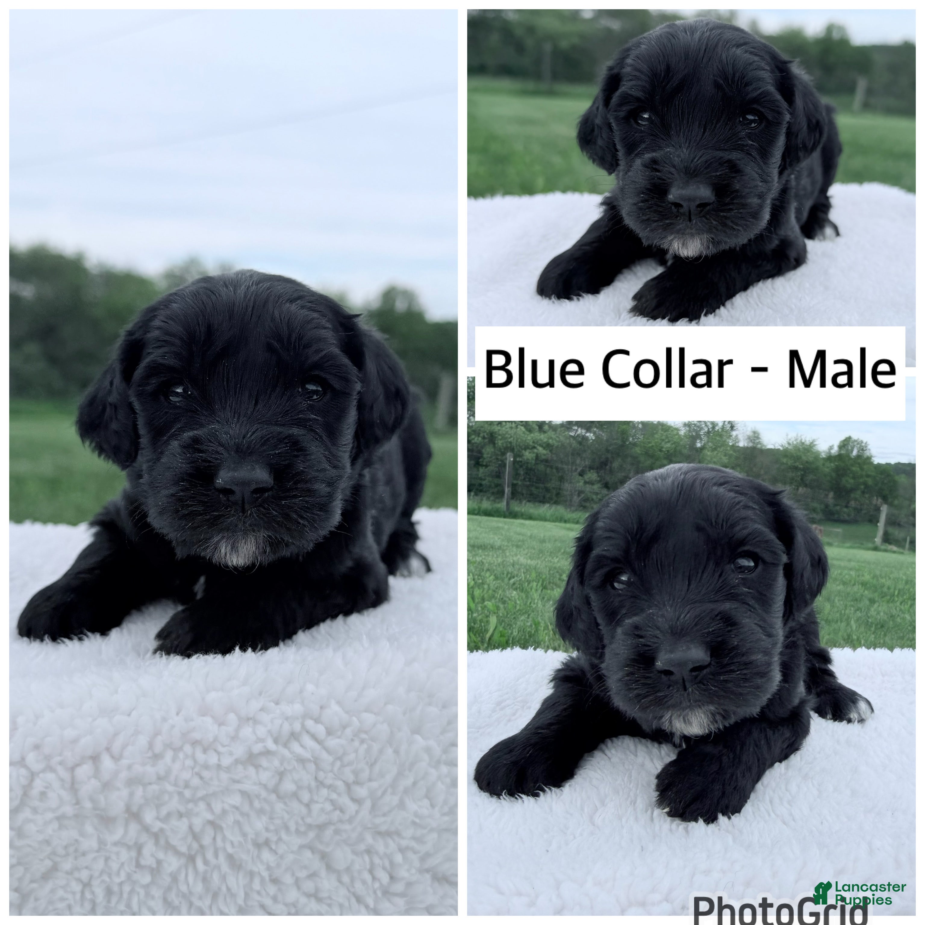 Goldendoodle dogs Goldendoodle Puppy - Blue Collar Male - Ad 10