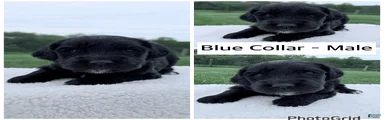 Goldendoodle Puppy - Blue Collar Male