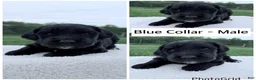 Goldendoodle dogs for sale: Goldendoodle Puppy - Blue Collar Male - Ad 1