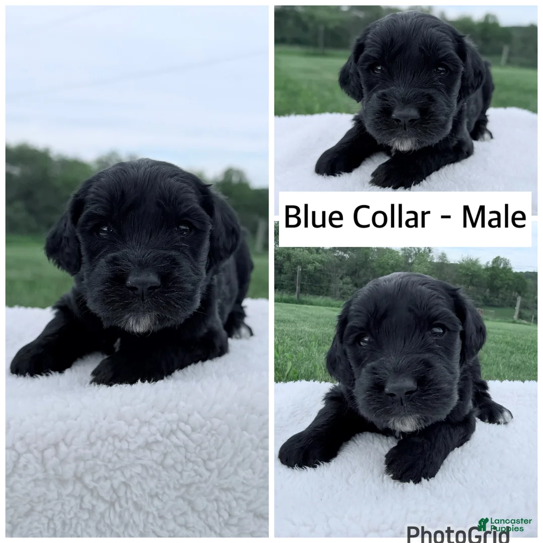 Goldendoodle dogs for sale: Goldendoodle Puppy - Blue Collar Male - Ad 1