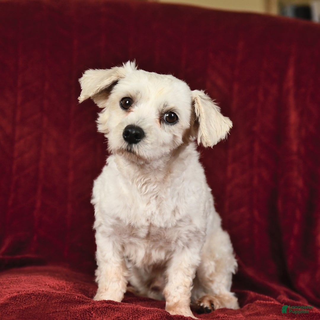 Maltese dogs for sale: Gavin - Ad 7