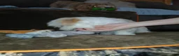 Havapoo dogs for sale: Havapoo 3 - Ad 3