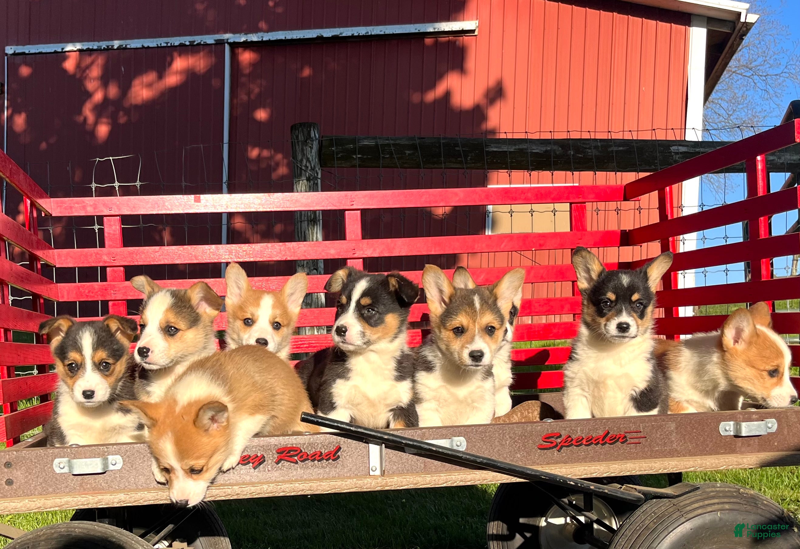 Welsh Corgi Pembroke dogs Tommy ❤️🐾Akc Genetic Tested Clear🐾❤️Text or call 7172977560 - Ad 30