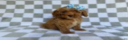 Cockapoo dogs for sale: Fancy - Ad 1