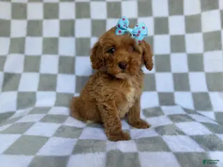 Cockapoo dogs Fancy - Ad 14