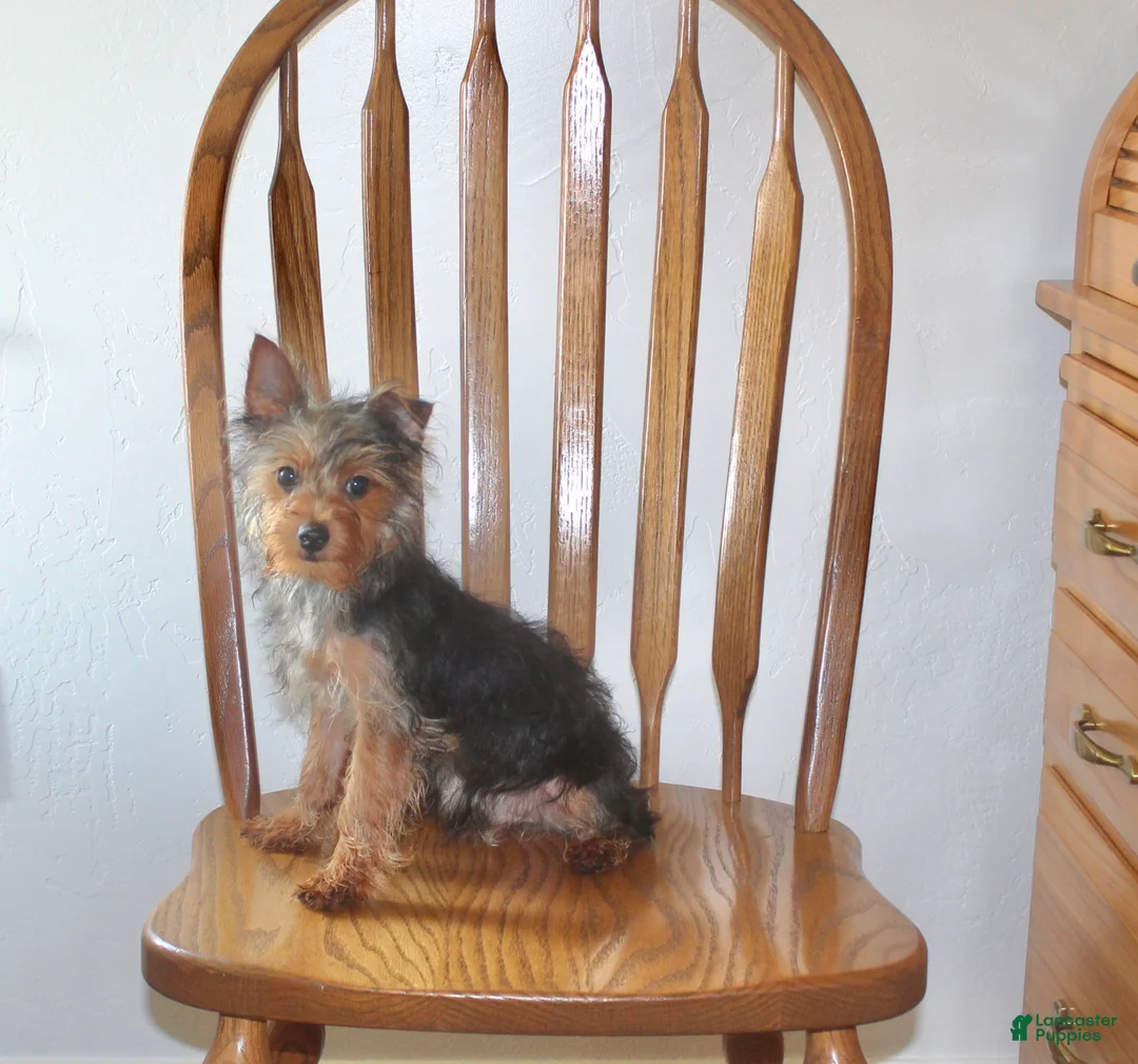 Yorkshire Terrier dogs for sale: Pluto - Ad 1
