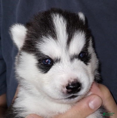 Siberian Husky dogs Frodo (Bi-eyed) - Ad 1
