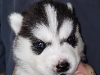 Siberian Husky dogs for sale: Frodo (Bi-eyed) - Ad 1