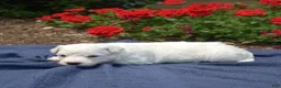 Bichon Frise dogs for sale: Snowball - Ad 5