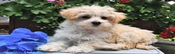 Maltipoo dogs for sale: Snickers - Ad 4