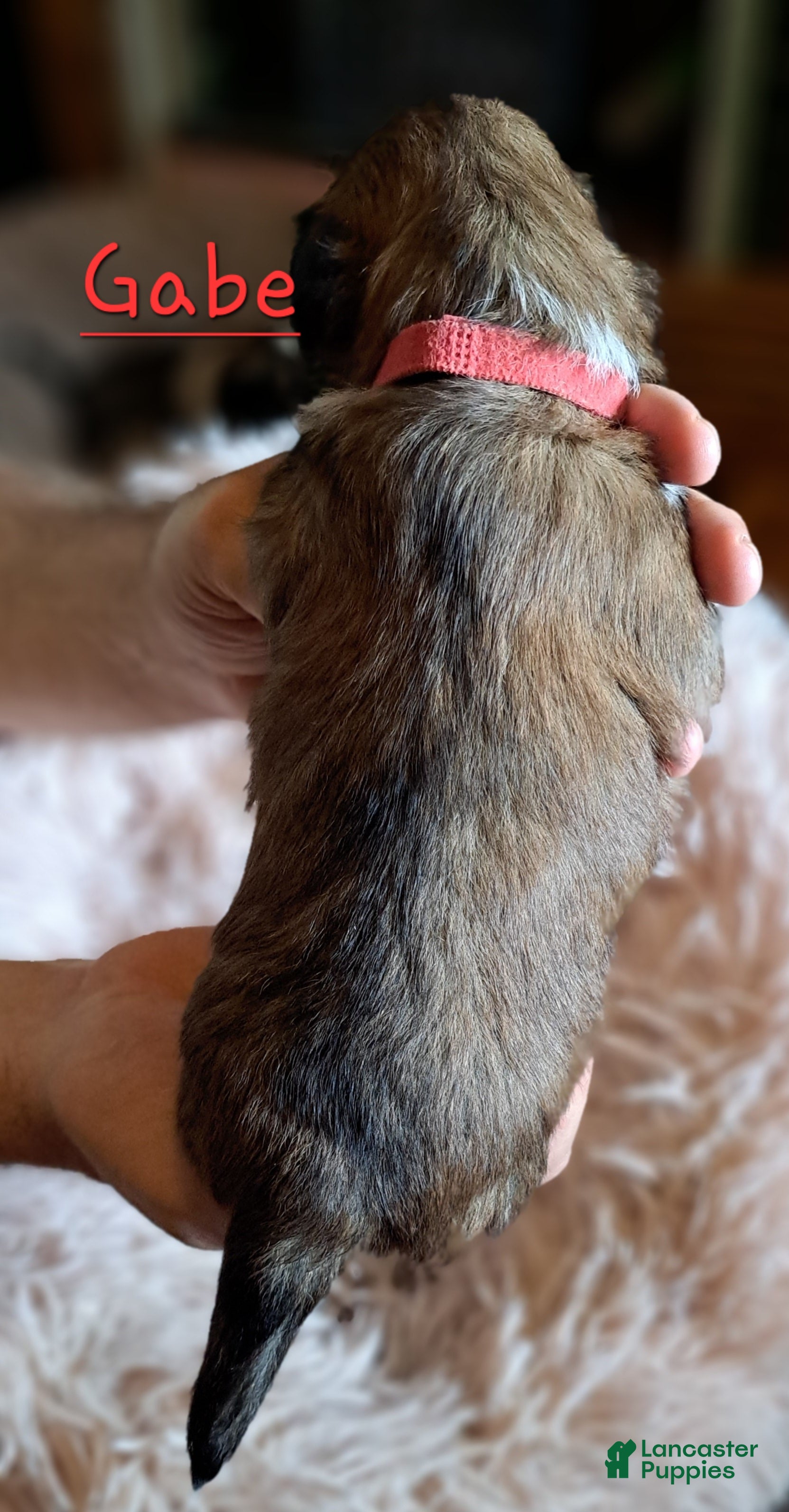 Lhasa Apso dogs for sale: Gabe - Ad 3