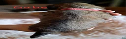 Lhasa Apso dogs for sale: Gabe - Ad 1