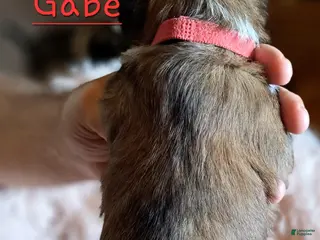 Lhasa Apso dogs Gabe - Ad 2