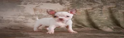 Chihuahua dogs for sale: Emmy - Ad 9