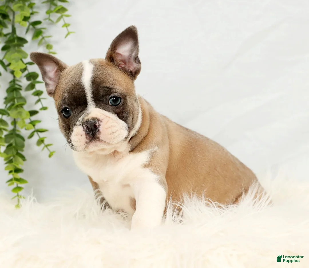 Frenchton dogs for sale: Angel - Ad 3