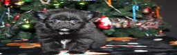 Pomapoo dogs for sale: Poppy - Ad 3