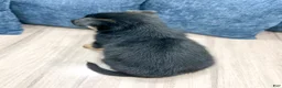 German Shepherd dogs for sale: Kendon - Ad 4